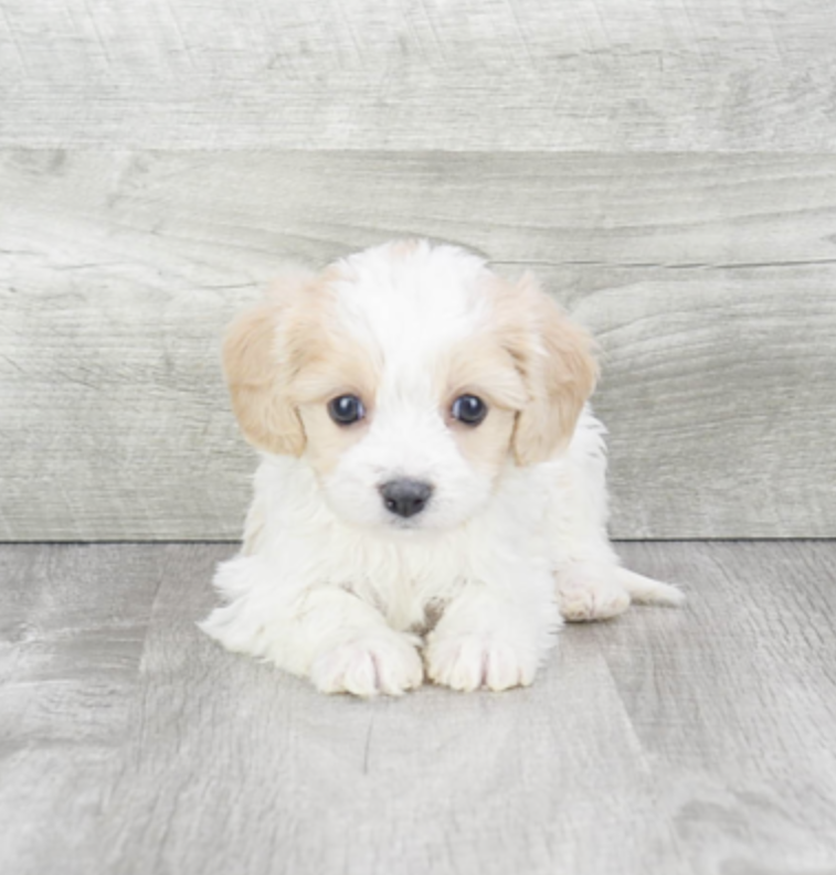 tan and white cavachon puppy in a gray background